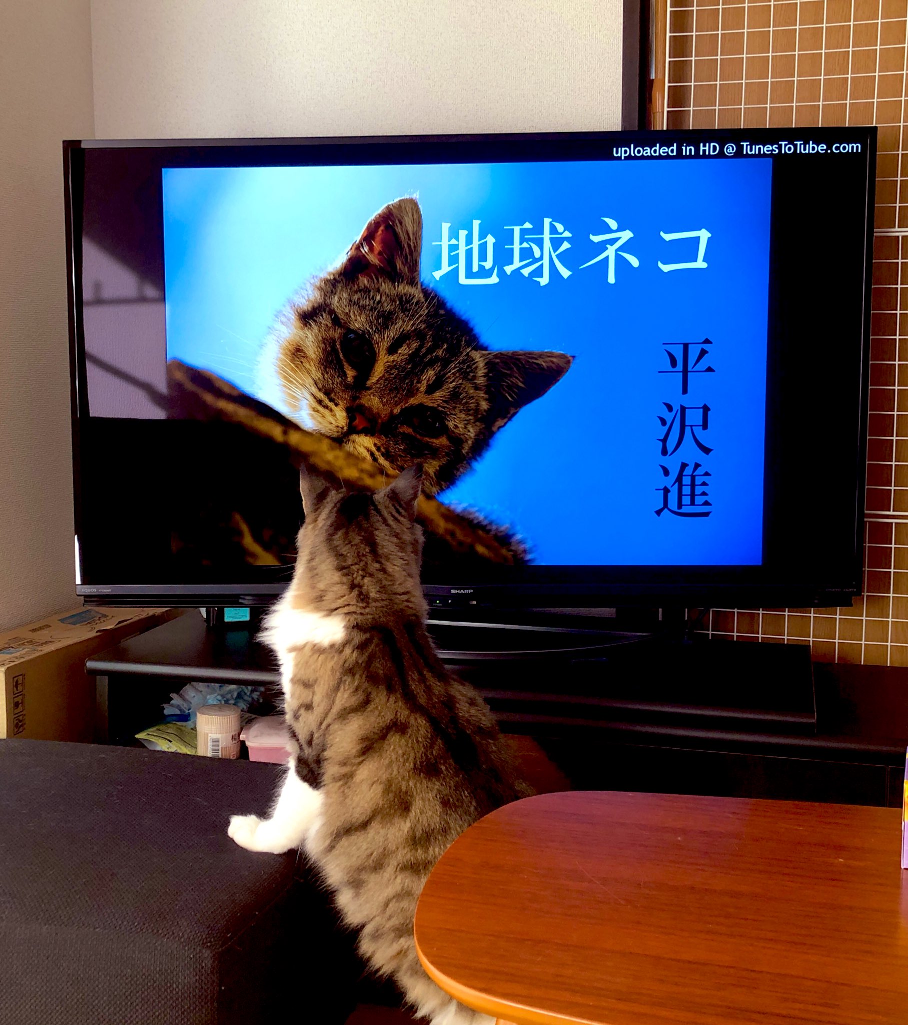 亞種音 Ashu On Ashu Onism Twitter