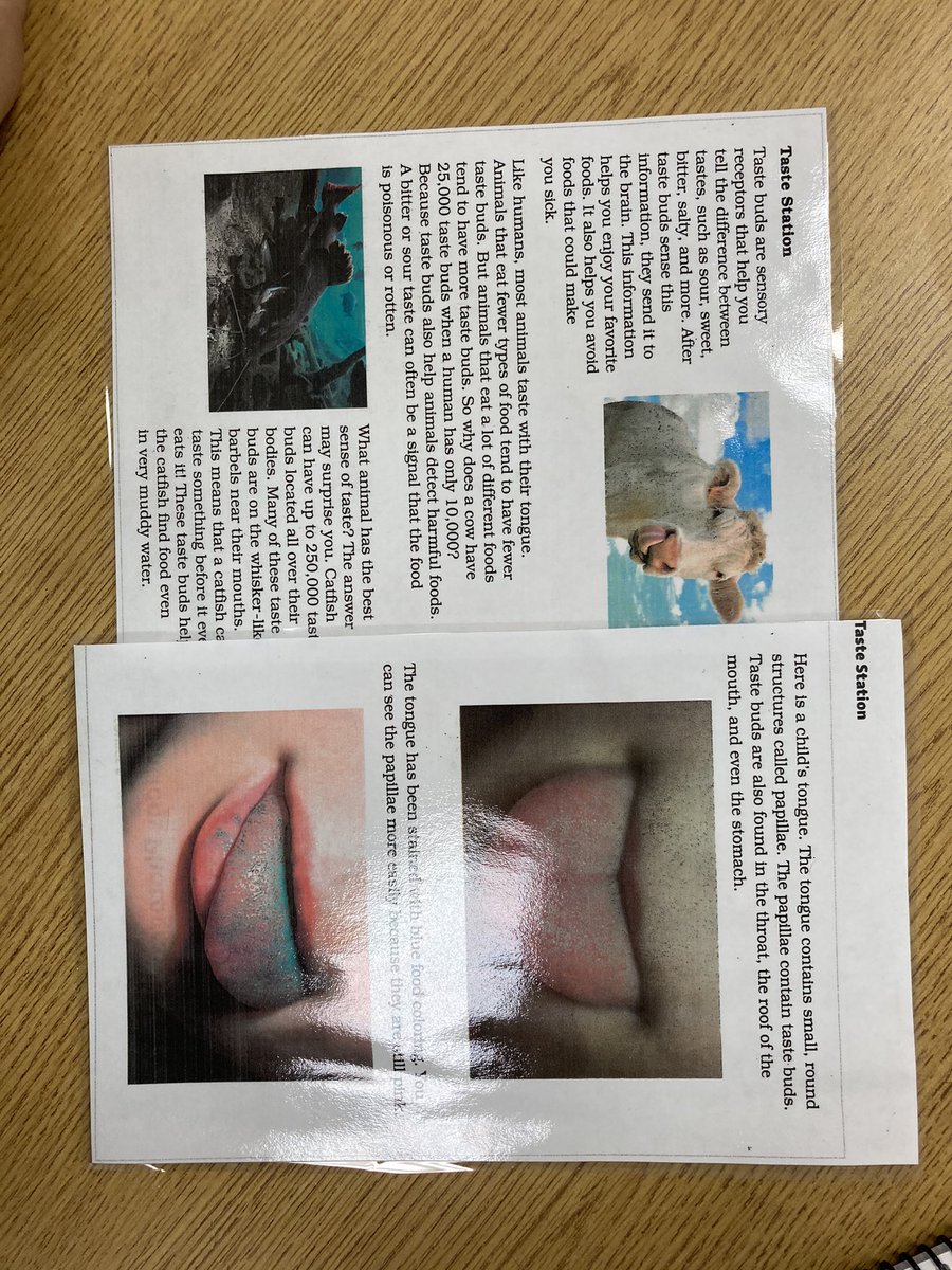 ErinMRoberts's tweet image. @GoshenHillcrest fourth graders learning about structures and functions of animals through experimenting with their senses during science workshop.  #L1G4