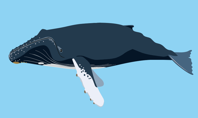 「鮫 鯨」のTwitter画像/イラスト(新着)｜5ページ目