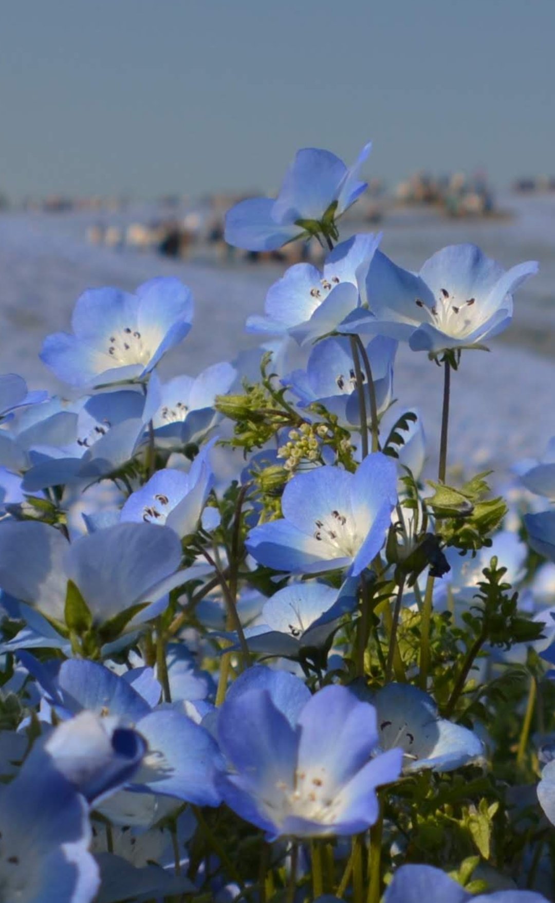 ネモフィラの花 Twitter Search Twitter