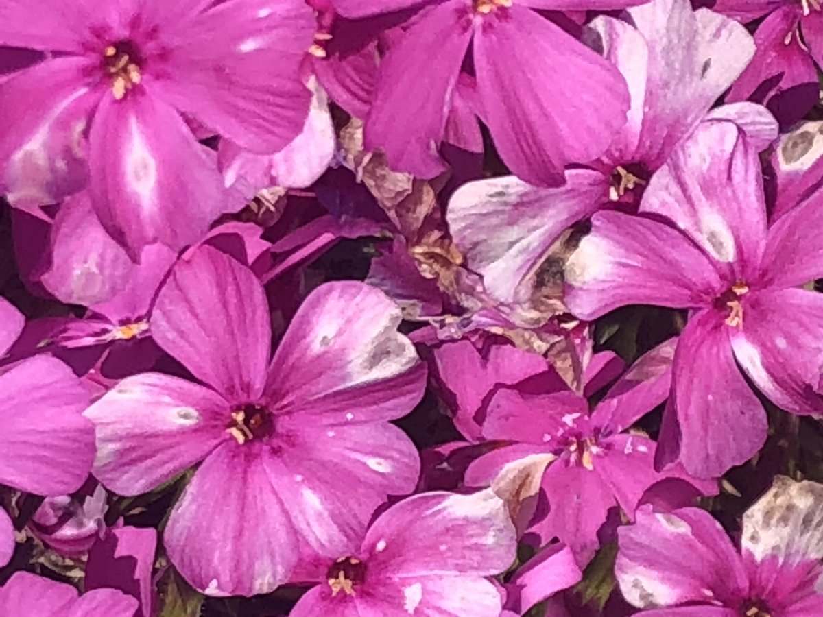 WL_Bluebird's tweet photo. @kenwood_en KEN, we enjoyed your raised gardens out back this week. 💚💙💚 Currently in bloom. https://t.co/tsI5JmjEsV
