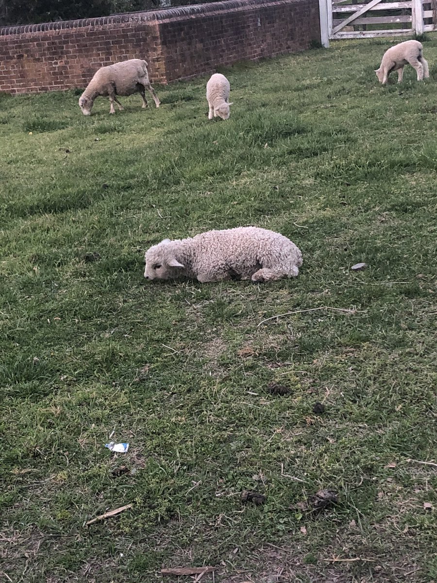 Happy Earth Day! Take a walk to see our baby lambs in CW today💚💙🌎