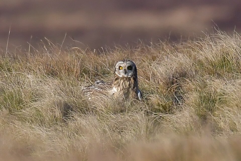 RT @mufc_smith: Short Eared Owls this evening