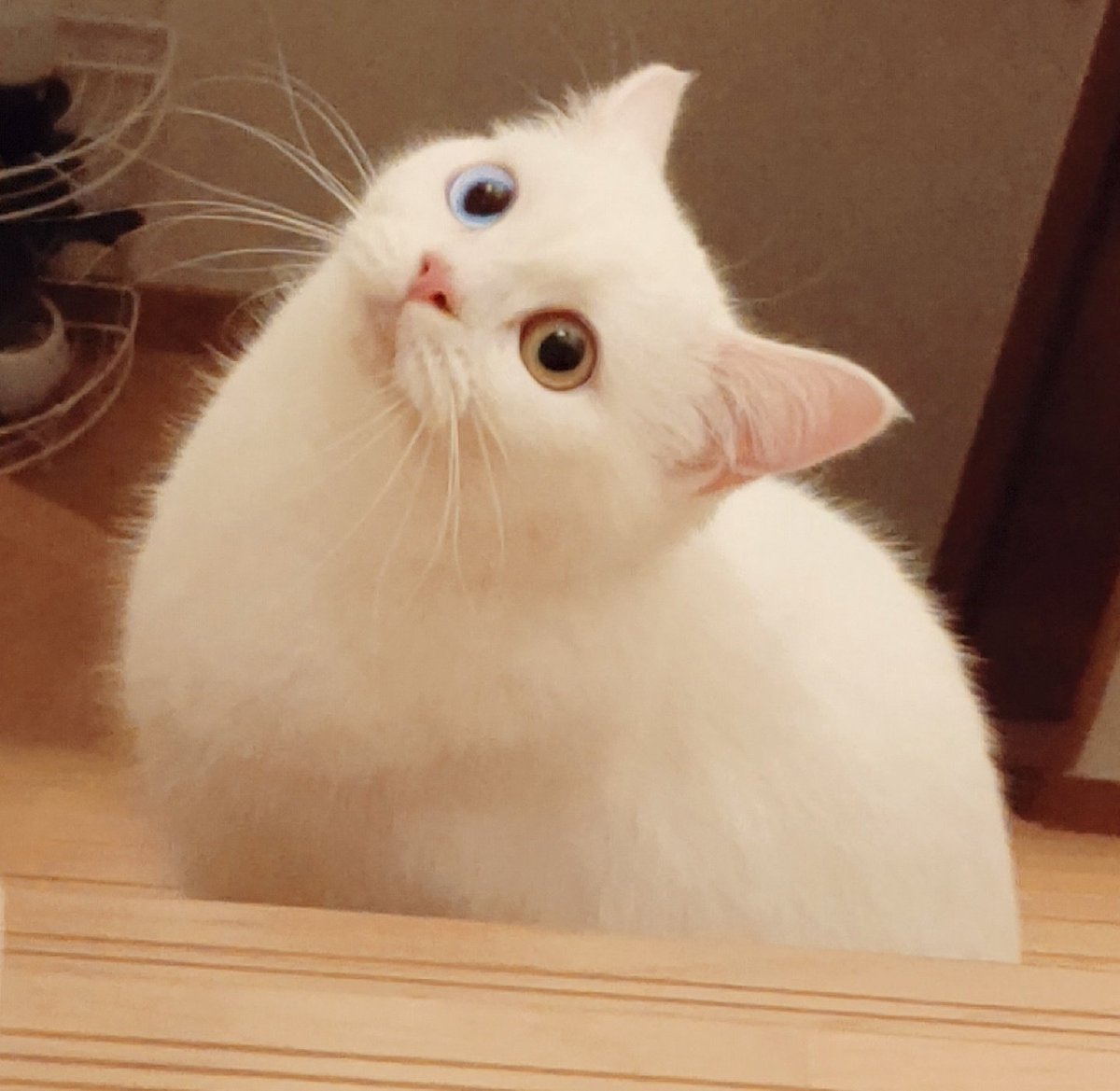 大きい猫 Twitter Search 大きい猫 Twitter Search
