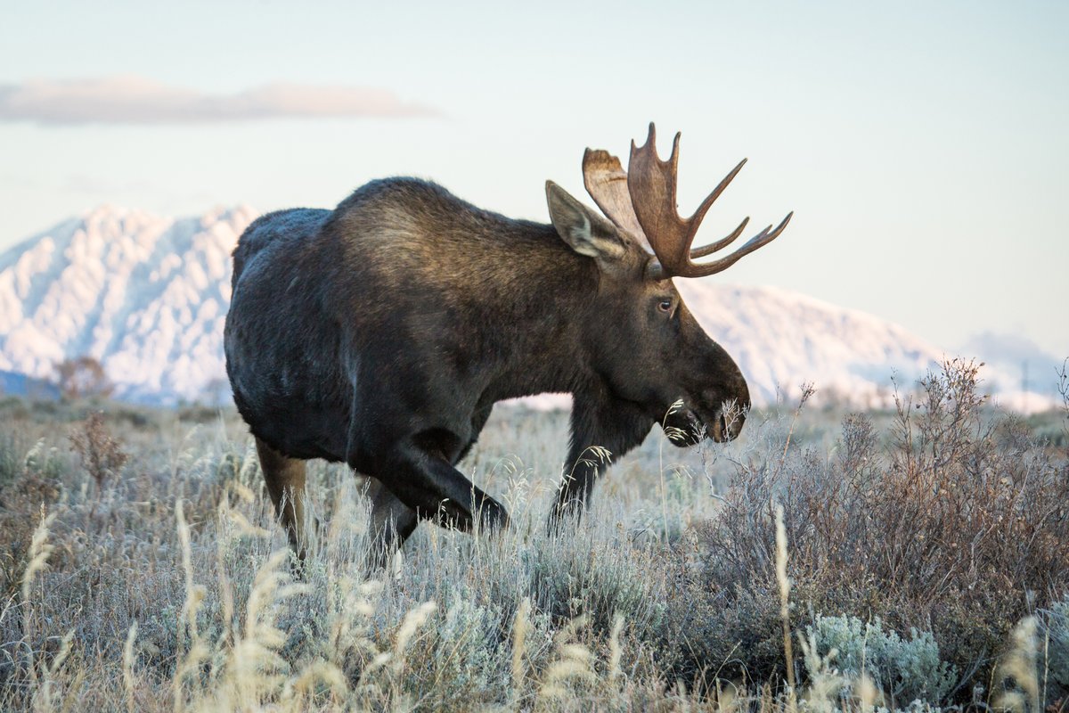 jhski's tweet photo. As we celebrate Earth Day 🌎 , let’s remember to respect our natural surroundings and the wildlife that inhabit our beautiful surroundings. Hit the link to read 📝 "Practice Wildlife Distancing- An Earth Day Message: https://t.co/XBUwa9vrKG #jackonhole #jhdreaming #earthday https://t.co/MsIe8P9vm2