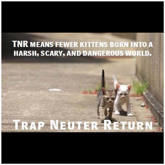 1HCHS's tweet photo. Application for transport of community cats for TNR! 🚙🚙🚙 https://t.co/t51eX77s7S https://t.co/KQfST1QjaF