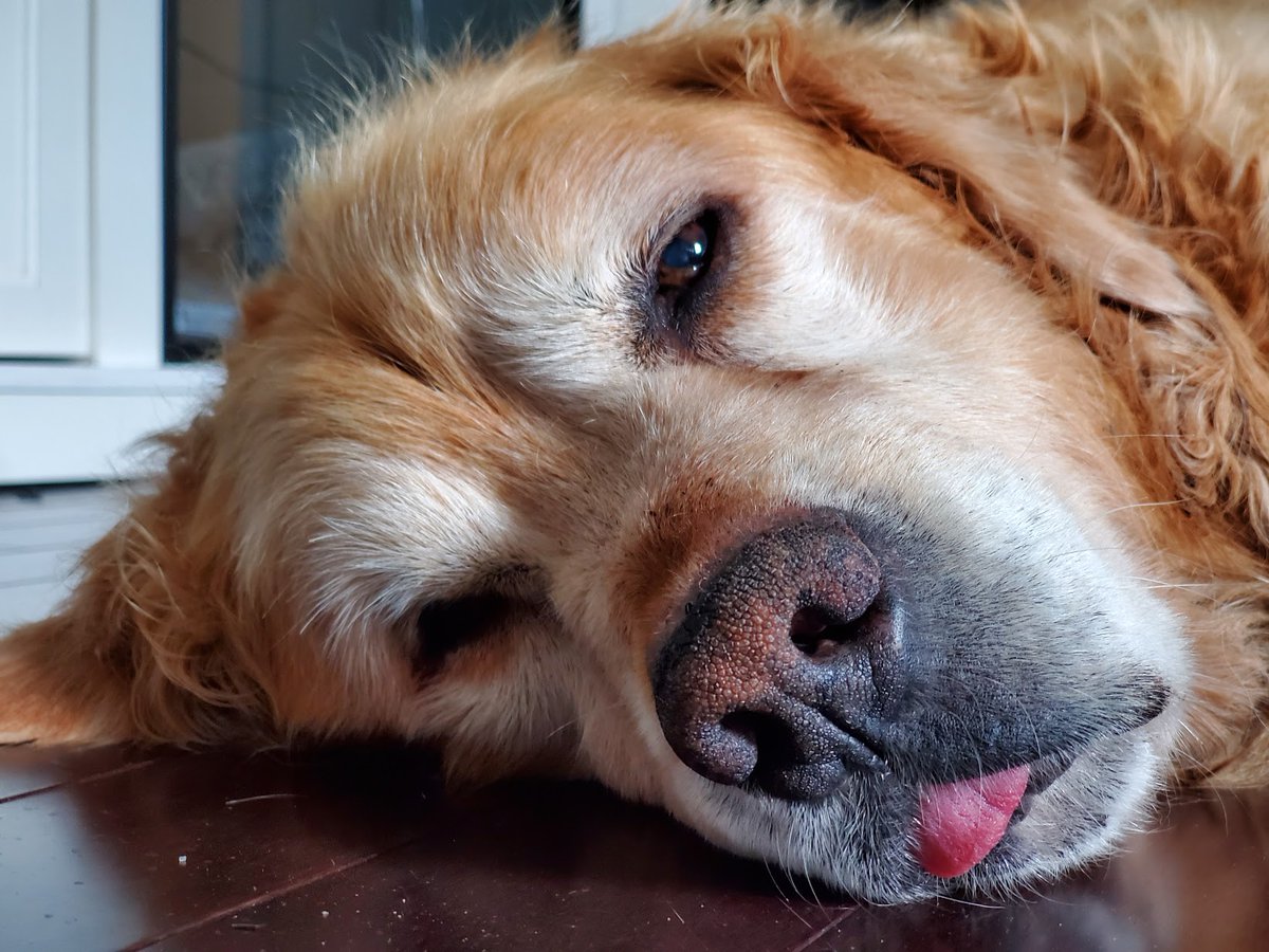 DeathzWraith's tweet image. Rest in Piece my closest friend and my best ally &amp;lt;3 ill forever miss you and will join you eventually .