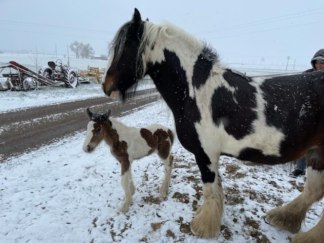 DillonMThomas's tweet photo. 🐎COLT STOLEN FROM MOTHER🐎

"She's Distraught"

A horse in #Colorado is visibly depressed after its four-day-old colt was stolen overnight

The owners say she keeps returning to a corner of the farm where foot &amp; small hoof prints were found

The search for the colt @CBSDenver 5p https://t.co/80Nak6gOK1