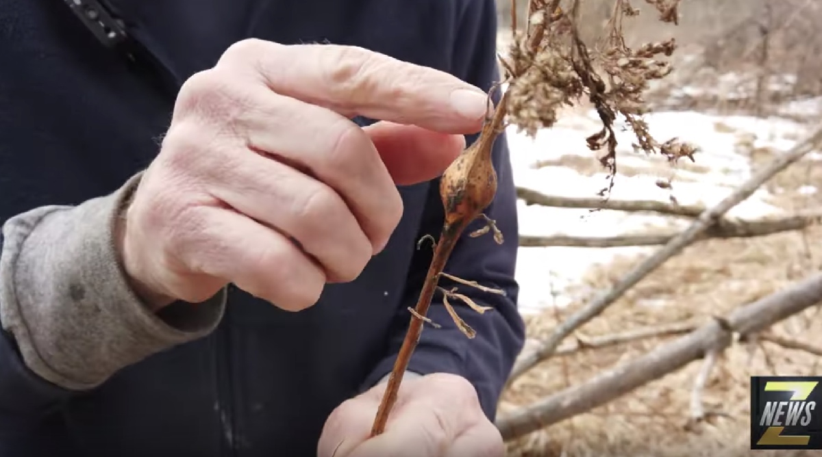 Happy #EarthDay! #ZNews paid a visit to the #organic farm of raw #food specialist, author and healer Garry Tibbo, who says everything you need to in order to survive can be found within one mile of where you live. https://t.co/aKKpUPFfPW https://t.co/CkC8rpT4iD