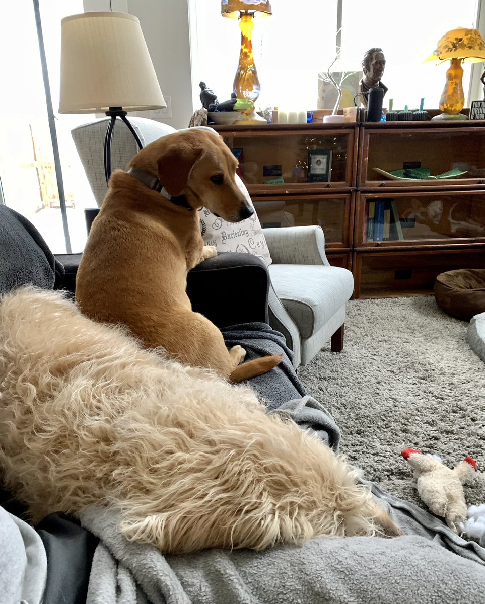 Rilke_Treasures's tweet photo. You are on MY couch‼️
In 4 Acts...
🤣🤣
#Thursday #thursdayvibes #couchhog #couch #thursdaymood #dogs #dog #dogsoftwitter https://t.co/5j0pZ4cf5j