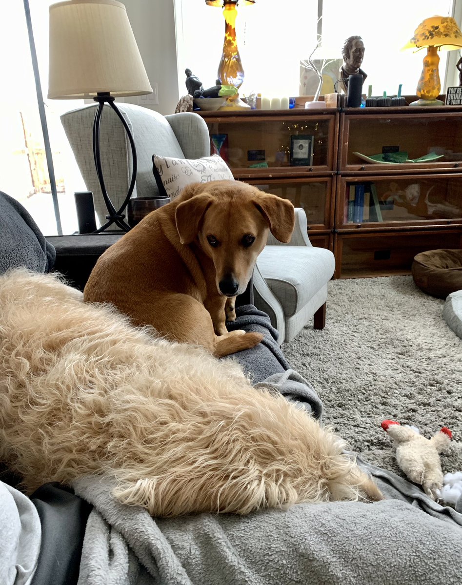 Rilke_Treasures's tweet photo. You are on MY couch‼️
In 4 Acts...
🤣🤣
#Thursday #thursdayvibes #couchhog #couch #thursdaymood #dogs #dog #dogsoftwitter https://t.co/5j0pZ4cf5j