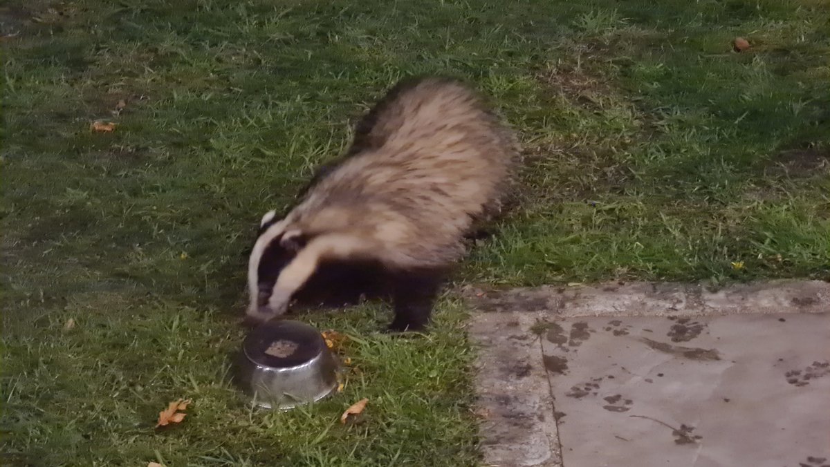 Mike Ross tweet media