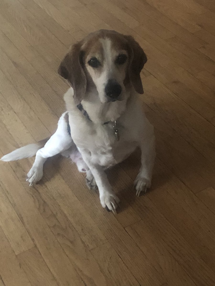 Hey @Karmathebeagle did you and Lily know it’s #NationalBeagleDay? These 2 just found out and think I should share my people food in celebration.