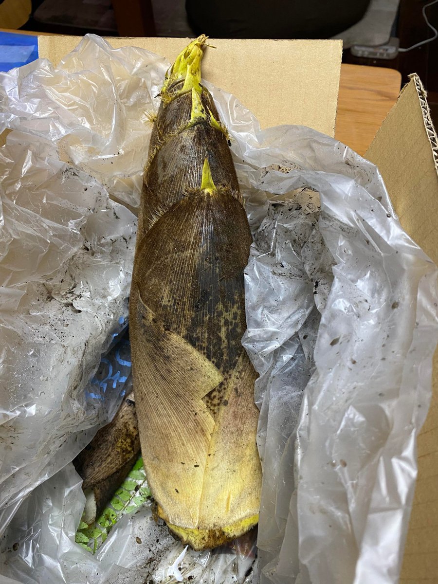 Bamboo shoot - present from a friend
https://t.co/j30pckAjTh
#Food #JapaneseFood #Reddit #RedditJapaneseFood https://t.co/UvUU5g0m8C