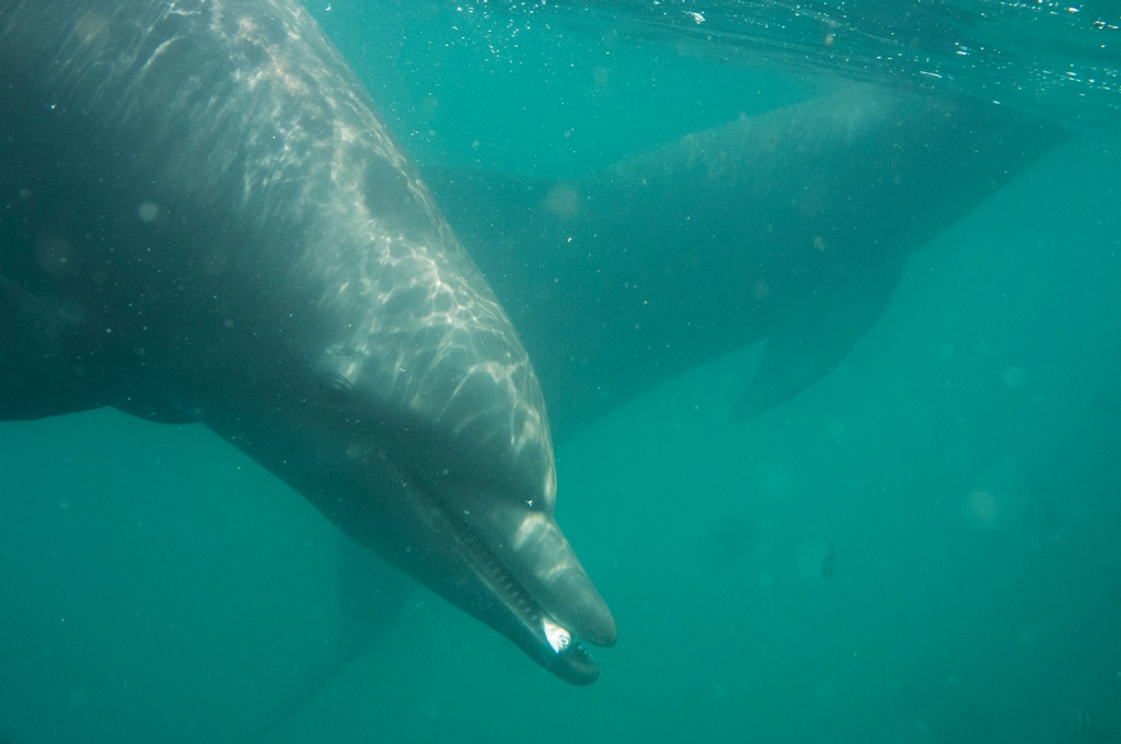 Dolphin_Project's tweet photo. Today, we are honoring both Earth Day and Dolphin Project's 51st anniversary! Dive into our decades-long work of defending dolphins worldwide, and progress made in our dolphin sanctuary project at https://t.co/Oxvdxo7H5L 🐬 https://t.co/8OKrCda3iD