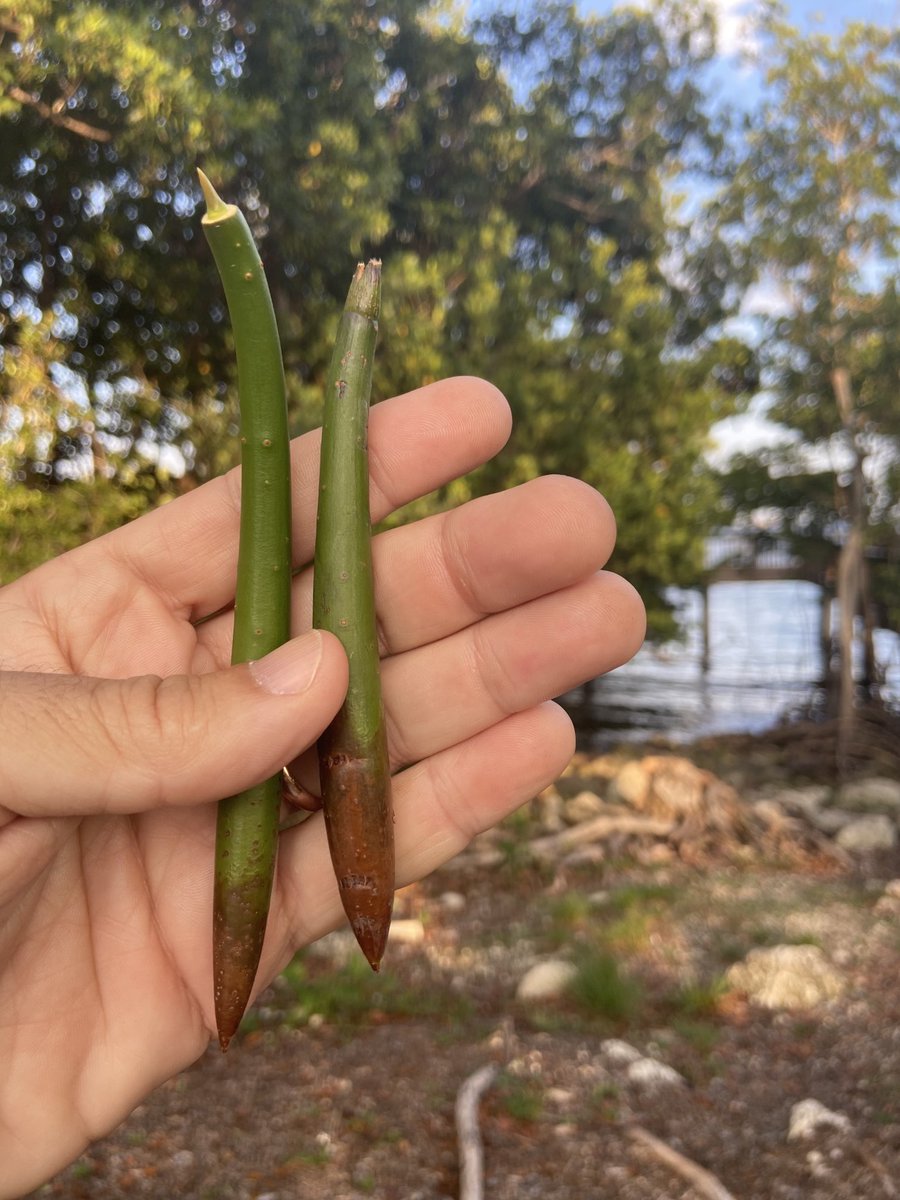 #ActofGreen Pick up some mangrove proper gills sprout them and plant them back on your coast line for improved biodiversity and carbon sequestration, along with coastal protections against storm surge & sea level rise.  #HappyEarthDay