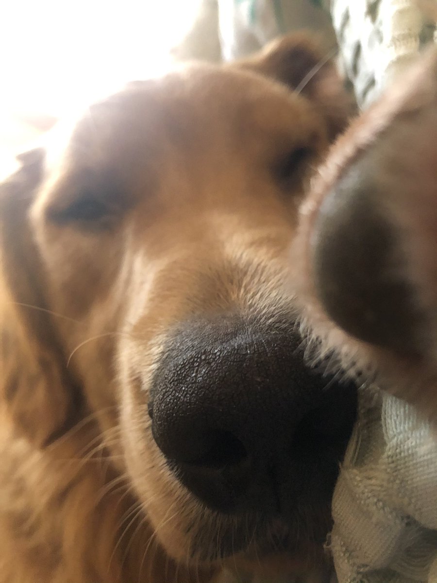 Nap time with the family. 😴😴😴

#GoldenRetrievers #dogs #dog #DogsofTwittter #sleepydogs #naptime