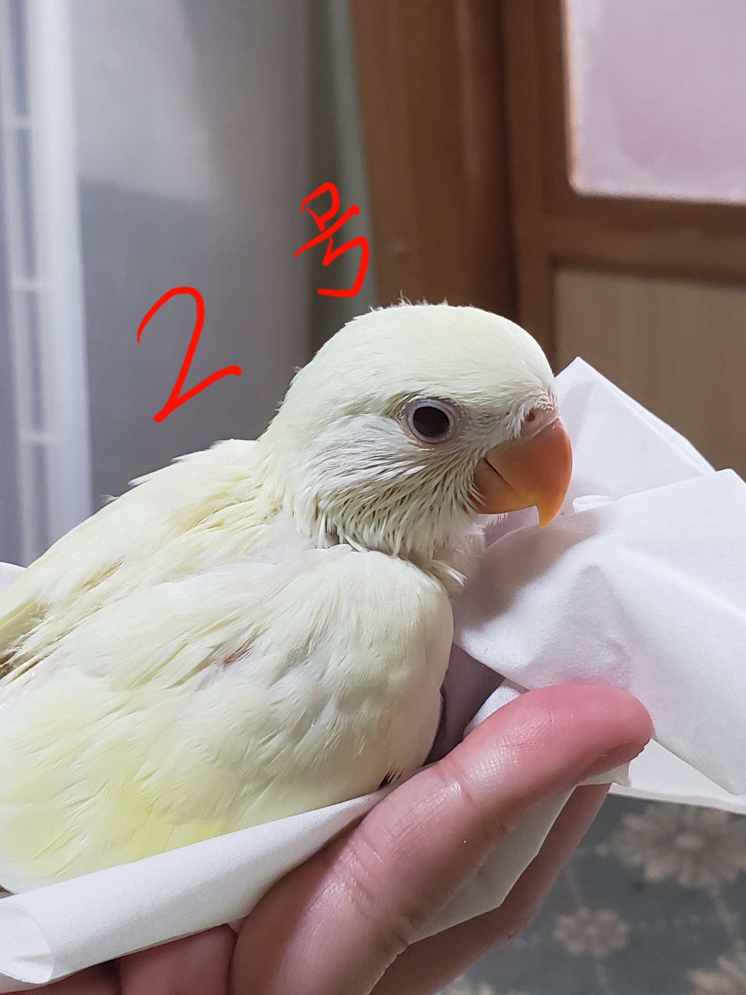 インコブリーダー Twitter Search Twitter