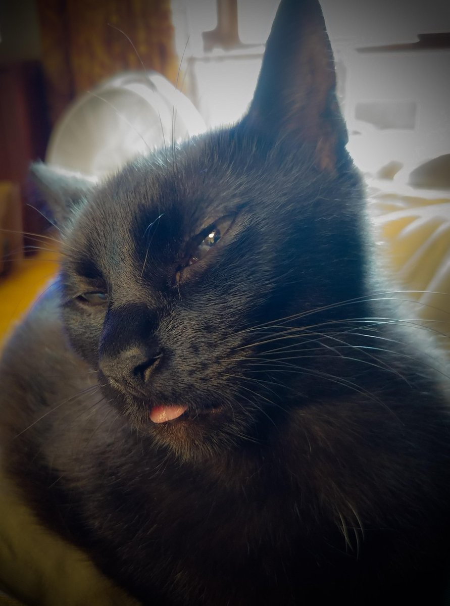 Backlit blep on my lap
#Cats #Cat #Kittens #Kitten #Kitty #Pets #Pet #Meow #Moe #CuteCats #CuteCat #CuteKittens #CuteKitten #MeowMoe
https://t.co/ISu8a18QVr https://t.co/duiimb42AA