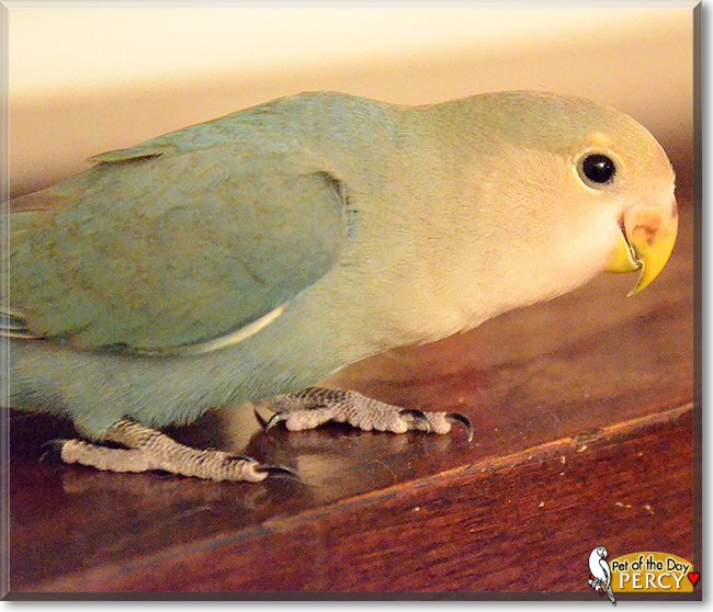 Thursday's Pet of the Day is #cute Percy, a #Lovebird #love - read his tale and see more photos at https://t.co/Wn4wMCnKJ9 #petoftheday #pets #petsofinstagram #pet #PetsOfTwitter https://t.co/LiVFyFY3lE