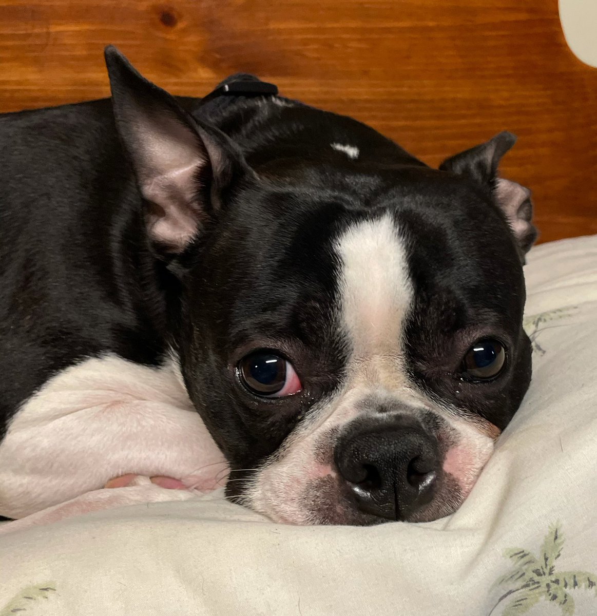 Do you use paw balm on your dog’s paws, nose or both?
#dogselfie #dogsarefamily #doglovers #pet #pets #dogsandpaws #ilovemydog #dogslife #puppylove #dogselfies #dogs #love #instadog #puppies #doglife #cute #doggy #doglover #instadogs #dogstagram #dogslover #dog #puppy https://t.co/scXI3yjAHr