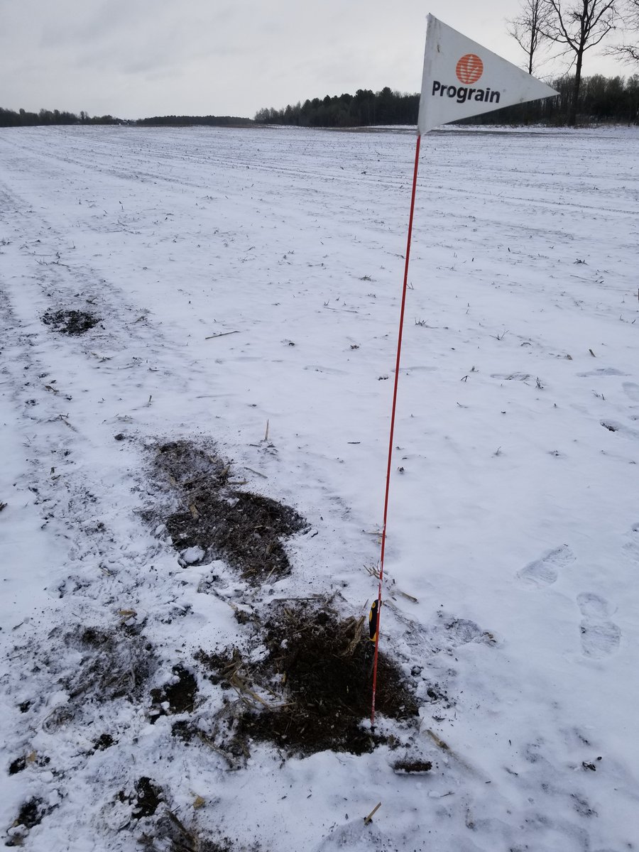 GrattonMaxime's tweet photo. J'en reviens pas! Le #soyaEzra de @Prograin_inc
semble tenir le coup malgré #neige,#gel et #blizzard🥶Si ça s'avère(+), je vous partagerai les #facteursdesuccès potentiels et exceptionnels🧐de ce #semis21 &amp; le contraire si c'est(-). À suivre https://t.co/OmF7iB2pBp