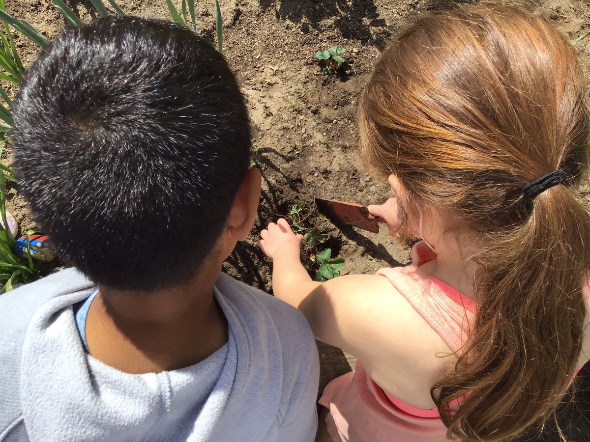 Planting strawberries 🍓 🍓 Happy Earth Day!