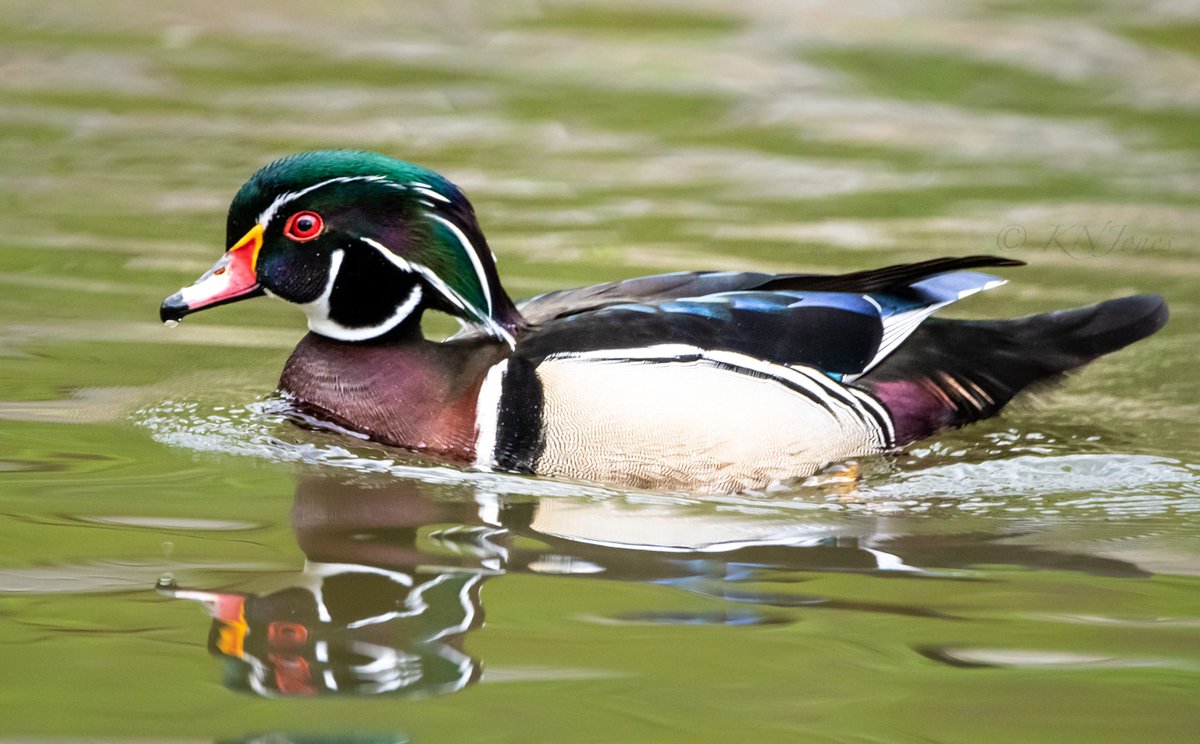 Happy #EarthDay ! Let’s do what we can to protect our planet—we have the most beautiful ducks (that we know of)! #wildlifephotography #birds #NaturePhotography 

Pictured: wood duck (male)
