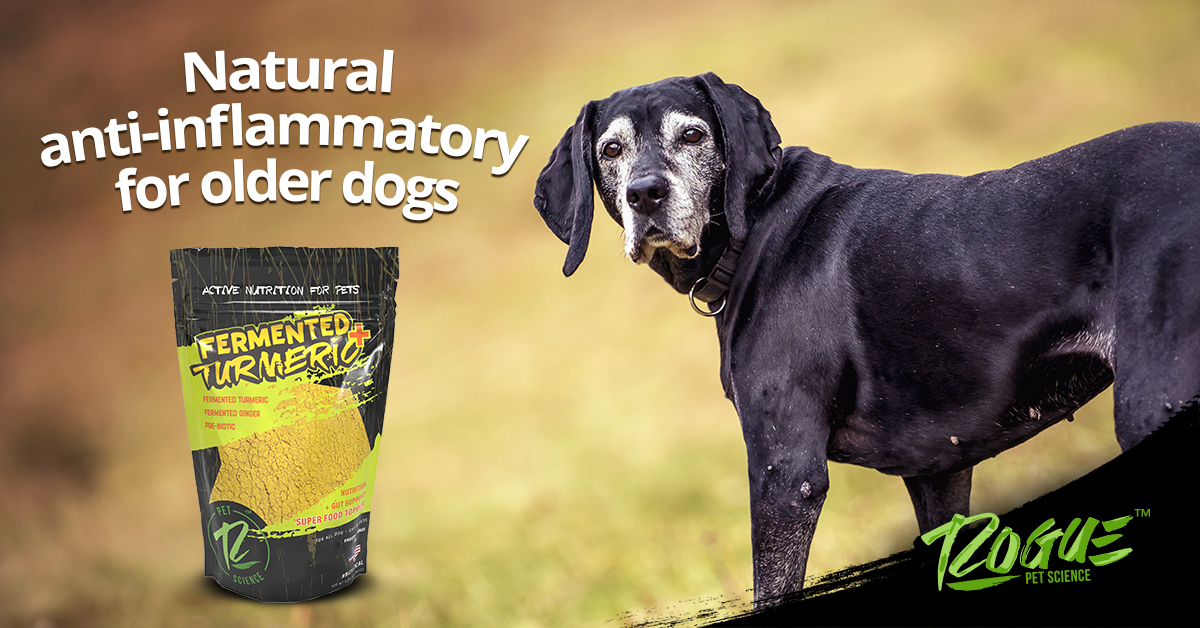 RoguePetScience's tweet image. Fermented Turmeric Plus is ON SALE. Our natural anti-inflammatory is made to reduce swelling and itching for your dog. Order some for your dog: ow.ly/IhTX50EvDok

#SeniorDog  #SeniorDogsOfInstagram #DogsOfInstagram #OldDogsOfInstagram #RoguePetScience #WeLoveDogs