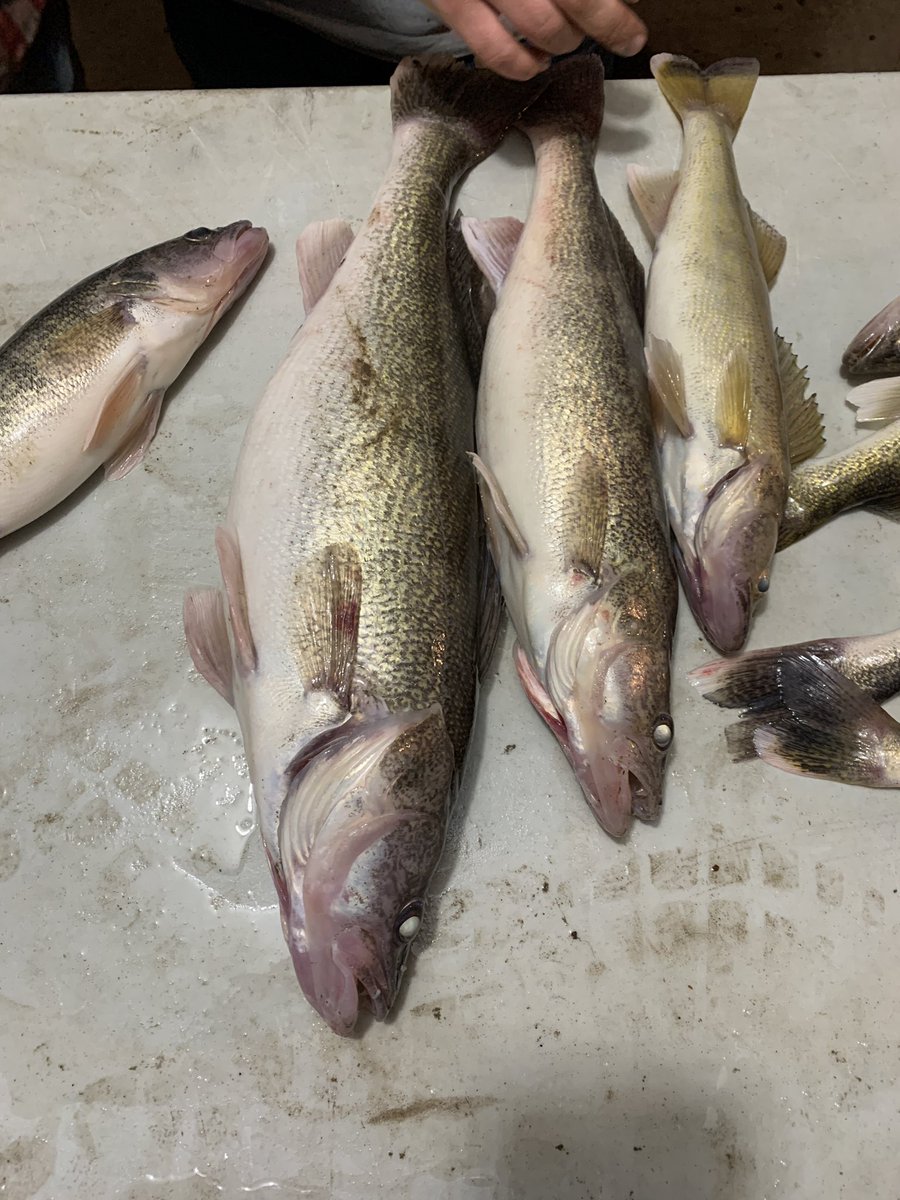 F_ingFishermen's tweet photo. Jigged up some nice walleyes #DippinNRippin https://t.co/fNkPwIjOv1