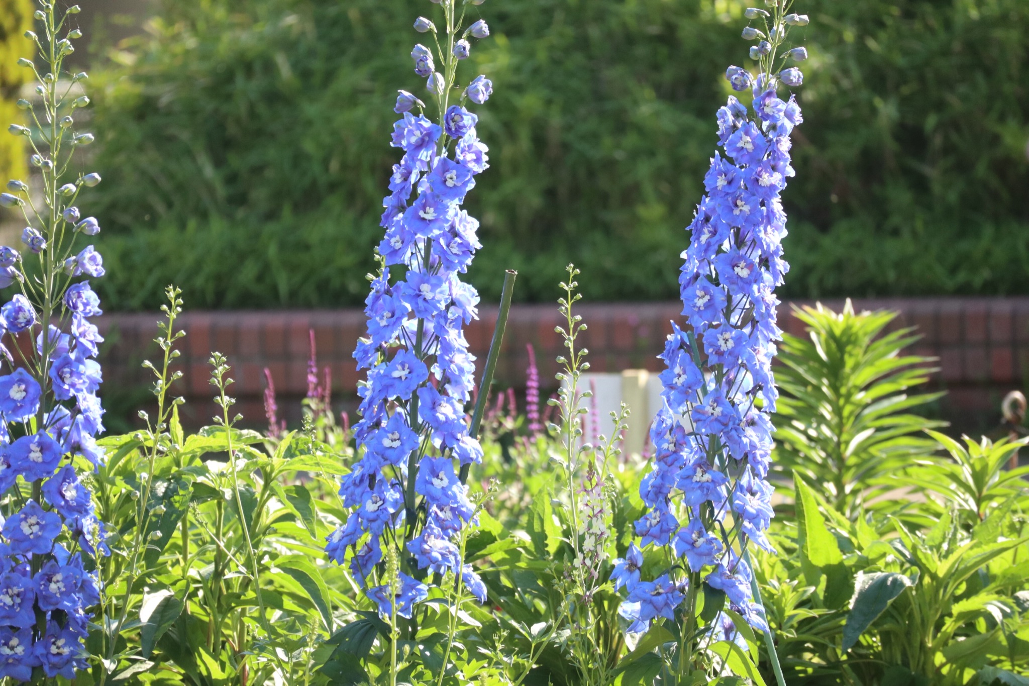 Twitter এ 武蔵小杉ライフ公式 等々力緑地の花壇にて この花 なんという名前だったかしら 武蔵小杉 T Co G5prnpx9vx ট ইট র