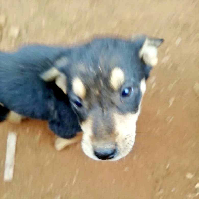 AnimalParaiso's tweet photo. Cachorritos buscan hogares con urgencia, se encuentran en una toma en Valparaíso y apenas tienen alimentos o cuidados. Tienen cerca de dos meses de edad y serán de tamaño mediano.

Contacto y más información al celular +56 9 84342289.

Favor RT. 🙏 https://t.co/1cUZsMYSdp