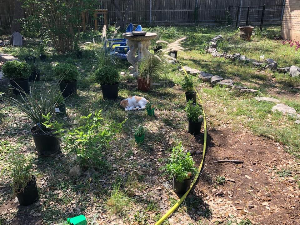 kimkennedyphd's tweet photo. It’s 🌏Earth Day, y’all! Native pollinator garden happening thanks to funding from Microsoft &amp; @ChangexHQ support! 🐝 Bee-haw! 
🦋🐛🐞🌸🌻
#EarthDay2021 #EarthDay #MicrosoftCommunityChallenge #ThrivingCommunities #MicrosoftDCCD #BilingualEducation #duallanguage #spanishimmersion https://t.co/ENmr8MGBJ3