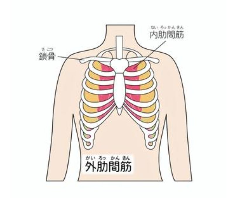 国分寺みんなの整骨院 発声に関わる筋肉 肋間筋 肋骨と肋骨と間にある筋肉 外肋間筋と内肋間筋にわかれます 外肋間筋 は肋骨を持ち上げて胸郭を広げ呼吸を促す 内肋間筋は肋骨を下げて息を吐き出すのを促します ここのケアも発声には重要ですね