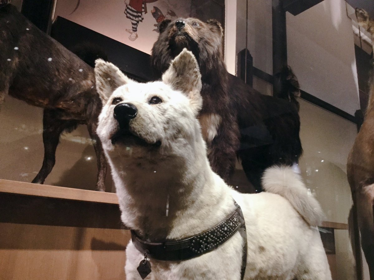 剥製 Twitter Search