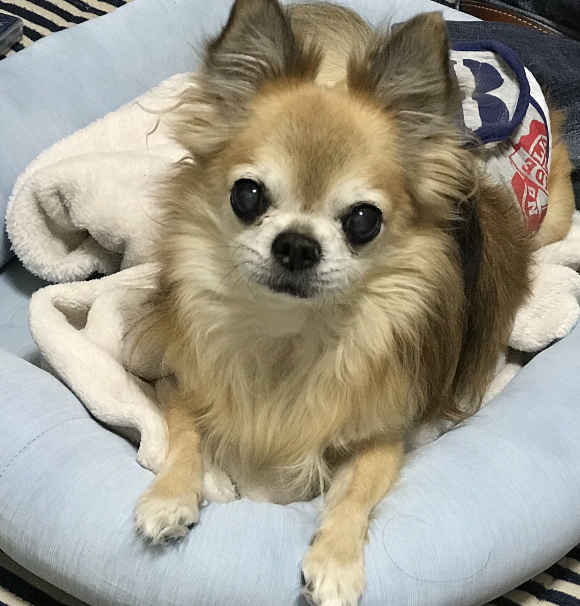 いろもん キャロルママン ライセンス藤原さんがyoutubeで配信してる フジワランド の生配信にちょいちょい登場してる愛犬のジョビちゃんが2年前に虹の橋を渡った ショコラに似てて 出てきてくれるとショコラがいてくれてるみたいで嬉しくなる ジョビ