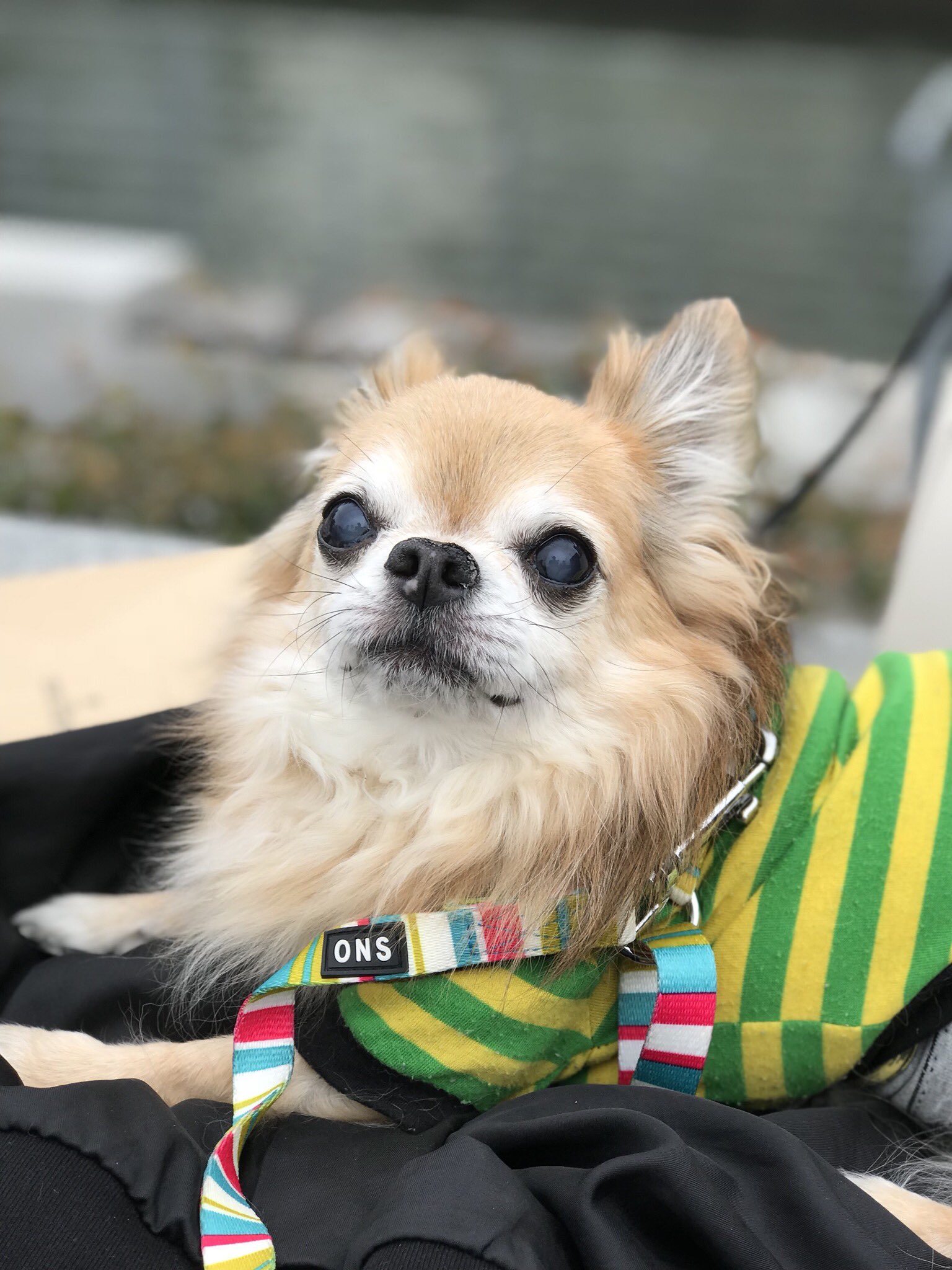 いろもん キャロルママン ライセンス藤原さんがyoutubeで配信してる フジワランド の生配信にちょいちょい登場してる愛犬のジョビちゃんが2年前に虹の橋を渡った ショコラに似てて 出てきてくれるとショコラがいてくれてるみたいで嬉しくなる ジョビ