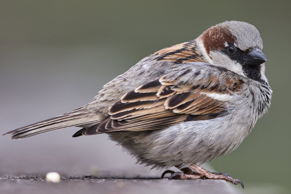 JohnReedPavan's tweet image. A house sparrow at Turtle pond.

#housesparrow #sparrows #turtlepond #centralpark #depthoffield #birds #birding #birdwatching #nature #wildlife #shotoncanon #sigmaphoto #luminarai #wildlifephotography #naturephotography #birdphotography #centralparknyc #newyork #newyorkcity