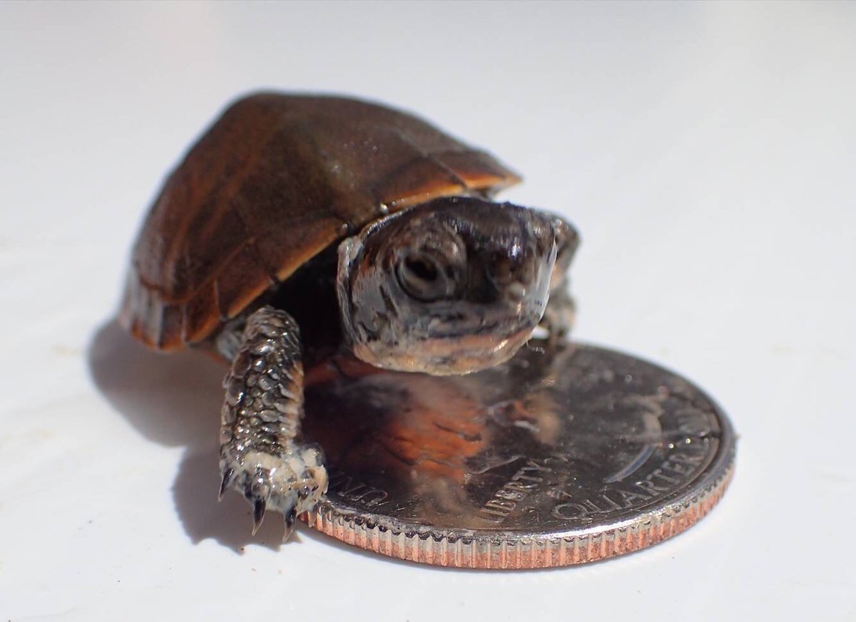 RecParkSF's tweet image. We’re excited to share this #earthday that a baby Western Pond Turtle was found at Mountain Lake Park. This species was reintroduced in 2015 &amp;amp; is the first confirmation that those turtles have successfully reproduced. We look forward to seeing the next generation grow up here!