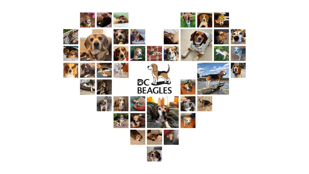 Happy #NationalBeagleDay ! Today has been a busy day in our DC Beagles Community group. Loving all the photos shared to celebrate and honor our #beagles!