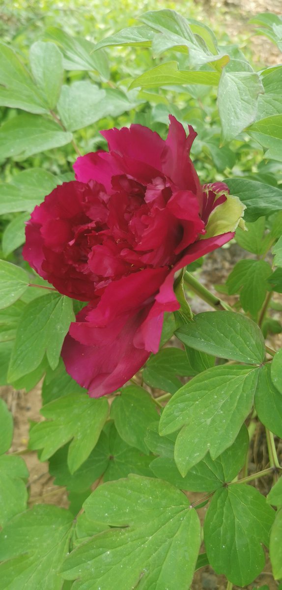 国色天香 Peony