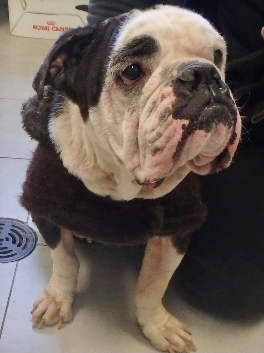 EngBulldogResQ's tweet photo. 🛑Warning Graphic Images🛑
WELCOME🐾CLEMENTINE 
We know these photos are difficult to look at but from this moment on Clementine will only feel the kindness of a human hand. She's resting comfortably in her foster home but will require significant care and expenses to recover. https://t.co/RAzNTpMBFu