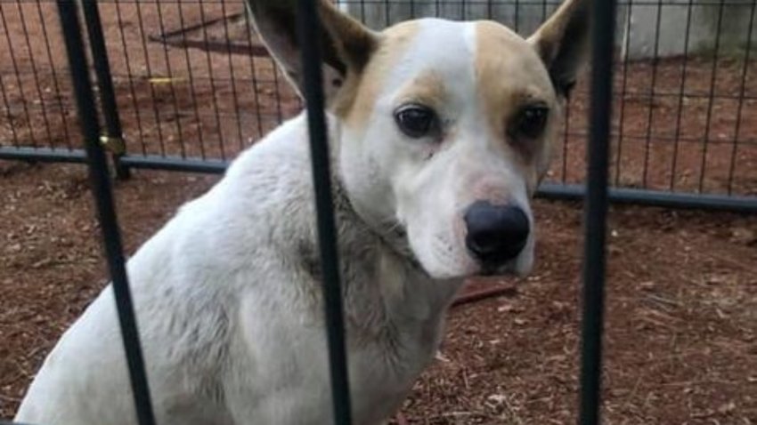 nbcboston.com/news/local/fra…