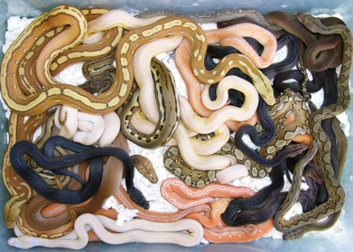 random_snakes's tweet image. #ExposeTheRight As corrupt, lying, stupid, evil, horrible, dishonest, creepy, disgusting, criminals, cheaters, scumbags, losers, degenerates, thieves, p*dos, ra*ists, racists, dirt bags, con artists.

Their list of flaws is longer than a 25+ foot reticulated python.