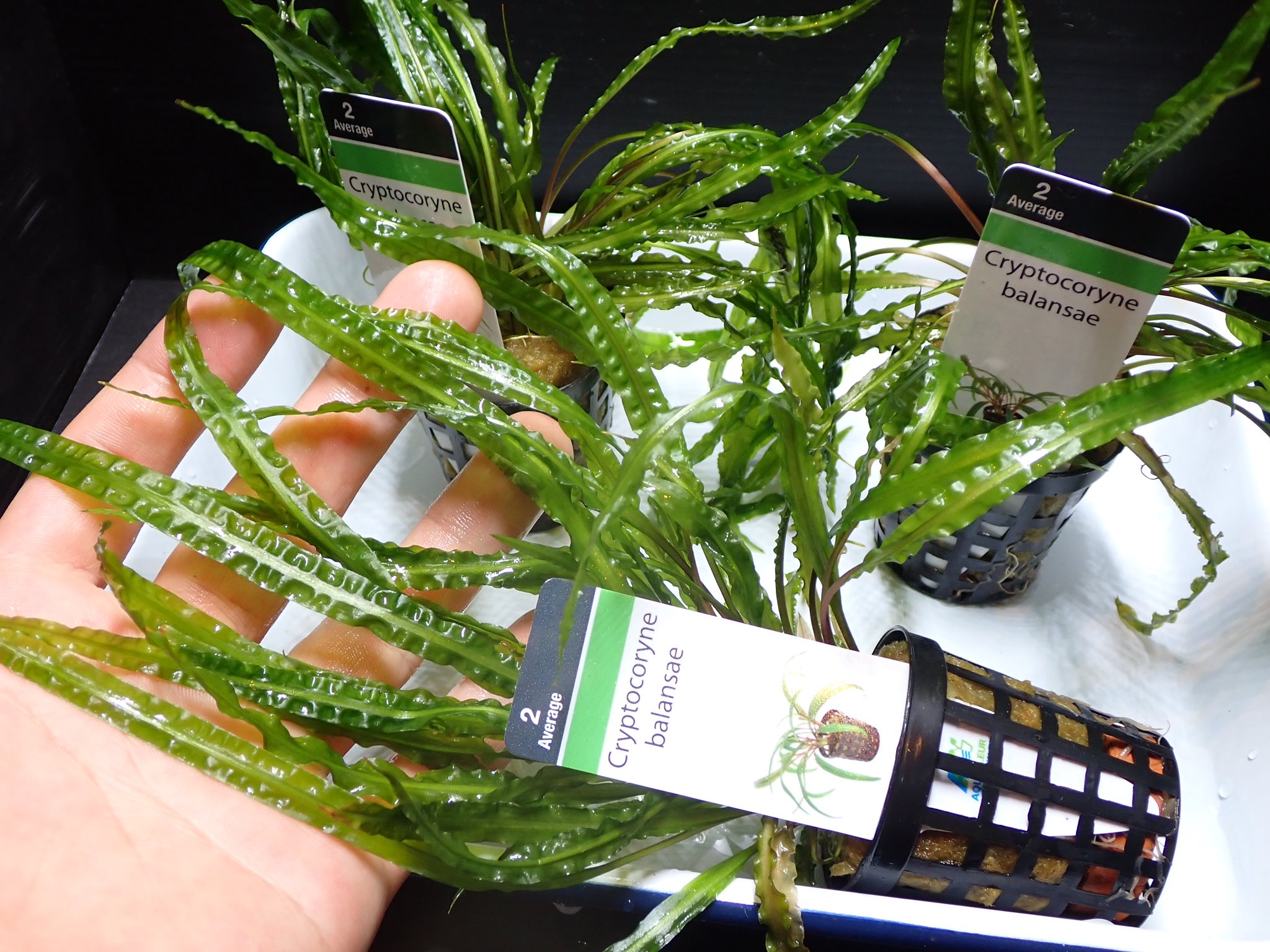 Aquarium Kind 久々のアクアフルール便ではやっぱり入荷のクリプトコリネ バランサエ 丈夫で綺麗な長葉の後景向き水草です 初心者の方から玄人の方まで幅広くお勧めできる溶けにくさにも定評あるクリプトコリネですね 今回もボリュームあるポットで