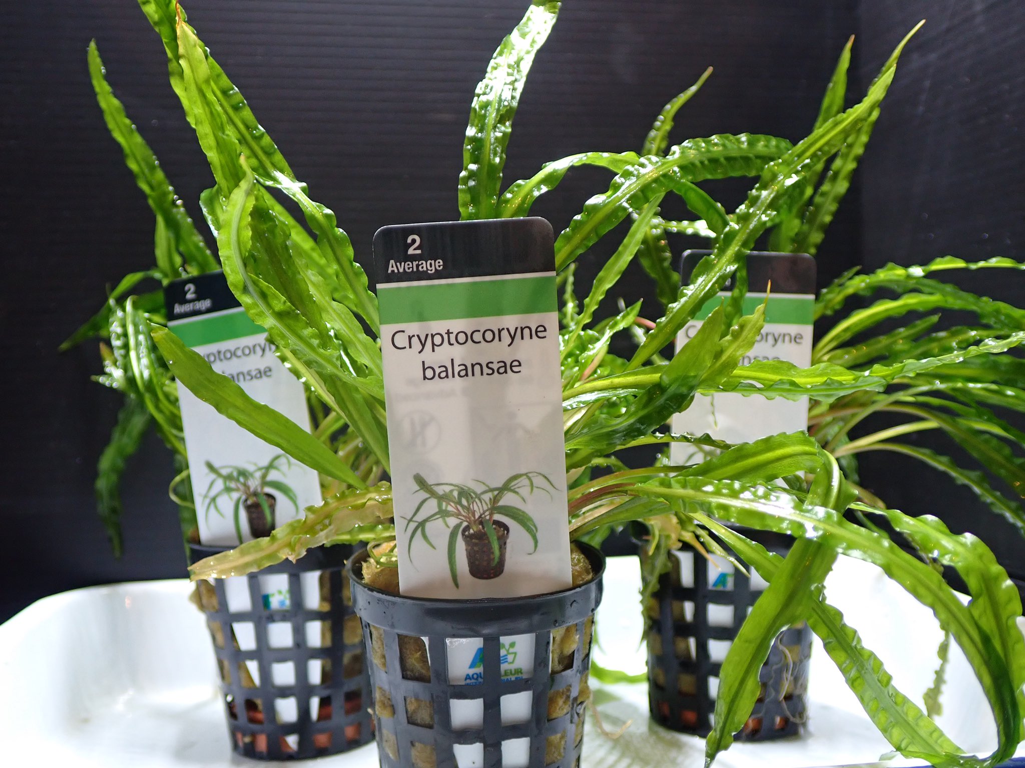 Aquarium Kind 久々のアクアフルール便ではやっぱり入荷のクリプトコリネ バランサエ 丈夫で綺麗な長葉の後景向き水草です 初心者の方から玄人の方まで幅広くお勧めできる溶けにくさにも定評あるクリプトコリネですね 今回もボリュームあるポットで
