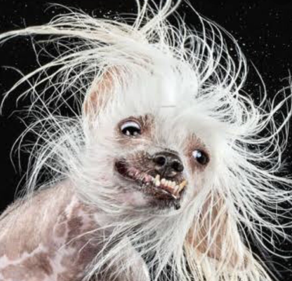 マミル かぐ弥 昨夜 91鯖は ブサイク犬大赦 でした アイコンをブサ犬にして 皇帝が1番のお気に入りに虹バラ贈呈というプチイベント 宮が犬アイコンだらけで面白かった 私のエントリーアイコンは こちらの 水気を飛ばす犬 最終選考には残っ