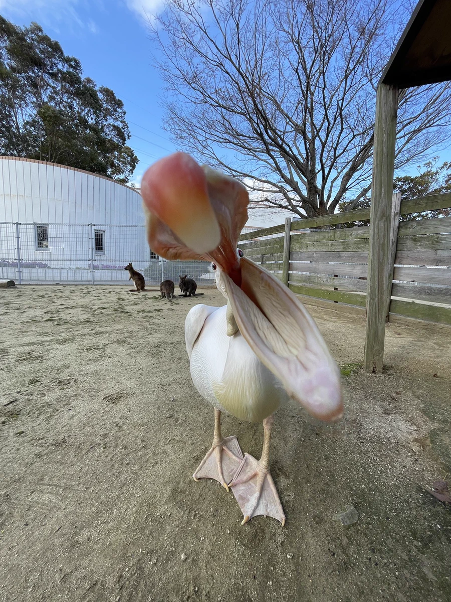 ペリカンを正面から見ると！口の中が滑り台になってるｗｗｗ