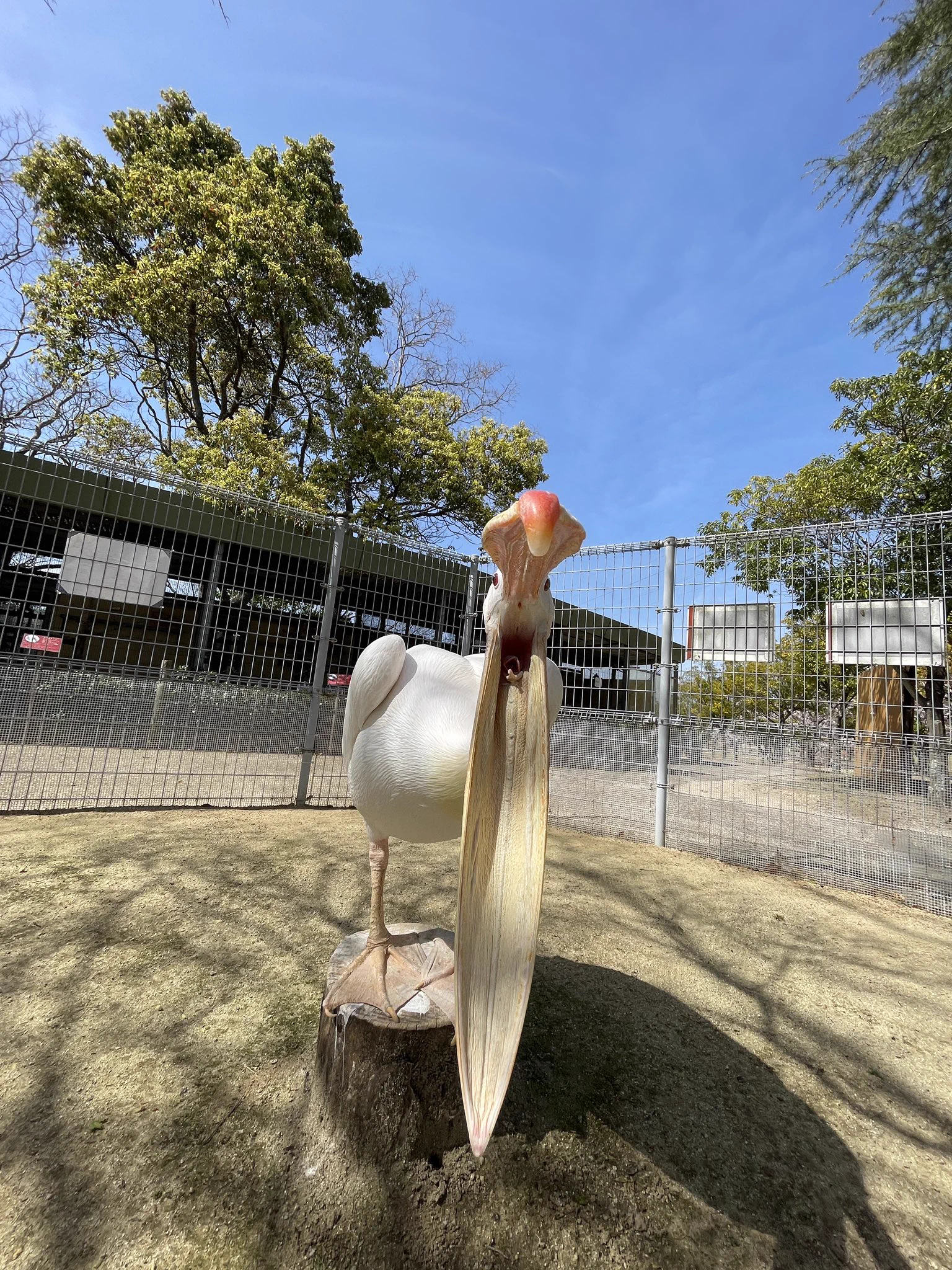 ペリカンを正面から見ると！口の中が滑り台になってるｗｗｗ