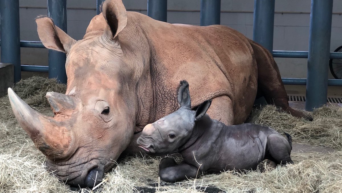 They house an incredible number of animals; between the park the the Animal Kingdom Lodge, going through about 10,000 pounds of food a day.And over the years they've had 8 white rhino births, 7 elephants, and 11 giraffes